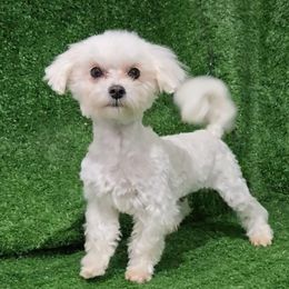 Max - Maltese