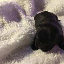 Shih Tzu Puppies from Kelly's Shih Tzus