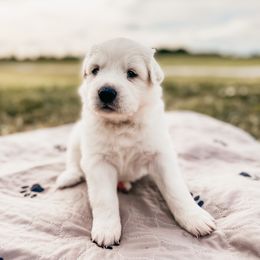 Girl 3 - Great Pyrenees puppy in New Palestine, Indiana from Hitchcock Homestead