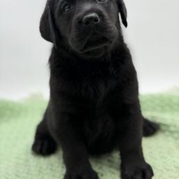 Ciara - Black female Labrador Retriever puppy in Danville, Vermont from Dole Hill Labradors