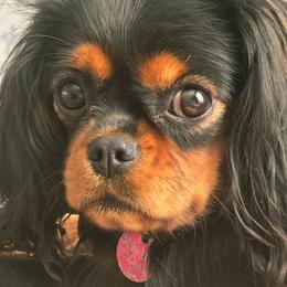 Maizie - Cavalier King Charles Spaniel