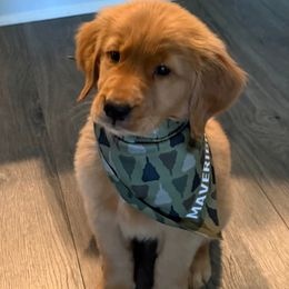 Goldendoodle and Golden Retriever Puppies from The Farm at Saluda Ridge