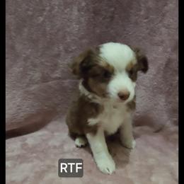 Girl 1 - Red tri female Miniature Australian Shepherd puppy in Bend, Oregon from Badlands Toy and Mini Aussies