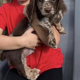 Dachshund Puppies from Signature Sloan - Long Hair Dachshunds