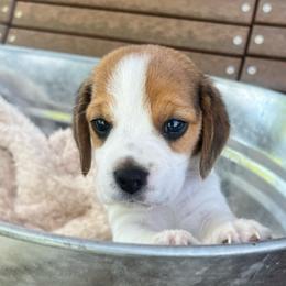 Felix - Black white and tan male Beagle puppy in Harrison, Arkansas from Leslie Beagles of Leslie Farm