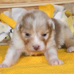 Spring - Red merle female Australian Shepherd puppy in Kirksville, Missouri from BellSharps Australian Shepherds
