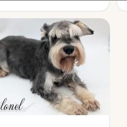 Colonel - Miniature Schnauzer