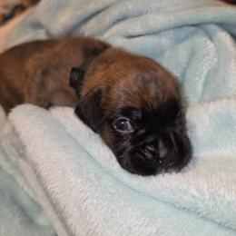 Black collar - Brindle male Boxer puppy in Titusville, Florida from Saskobox