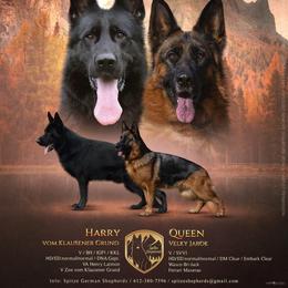 German Shepherd puppies from Spitze German Shepherds
