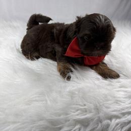 Jordan - Chocolate and tan male Shih Tzu puppy in Columbia, Kentucky from Lisa Bandy Luxe Shih Tzu