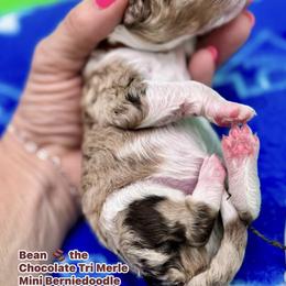 Bean - Merle male Bernedoodle puppy in Macon County, North Carolina from Mountain Doodles