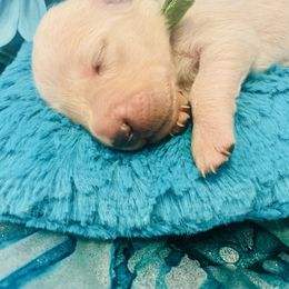 Golden Retriever Puppies from English Cream Goldens in Georgia