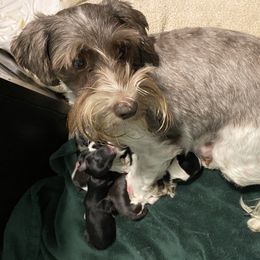 Hope - Miniature Schnauzer