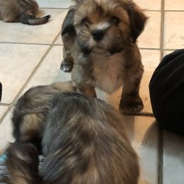 Lhasa Apso Puppies from Kories Kennels