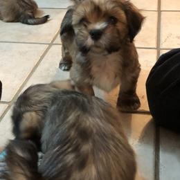 Lhasa Apso Puppies from Kories Kennels