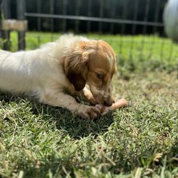 Maggie - Dachshund