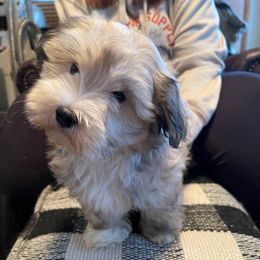 Mr Big - Gold sable male Havanese puppy in Milford, Iowa from Wyndward Havanese