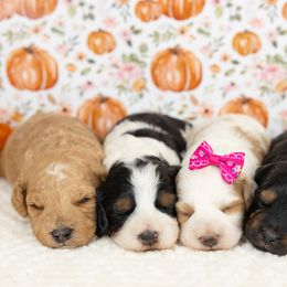 Cockapoo Puppies from Firm Foundation Cockapoos