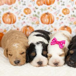 Cockapoo Puppies from Firm Foundation Cockapoos