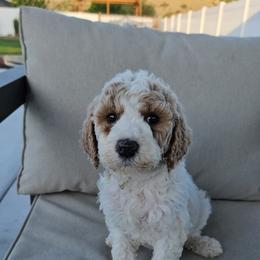 Mint Girl - Parti female Labradoodle puppy in Payson, Utah from Utah County Labradoodles
