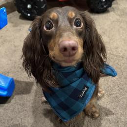 Alice - Dachshund