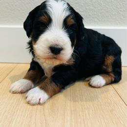 Mario - Tri-color male Bernedoodle puppy in Sandy, Oregon from MC Doodles