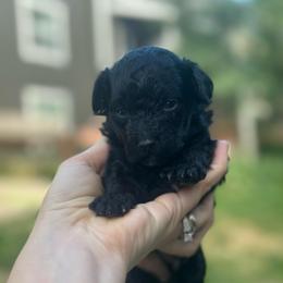 Cinderella - Black female Havapoo puppy in Aurora, Colorado from Miroslava's Puppies