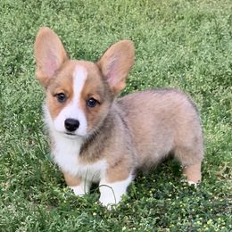 Cardigan Welsh Corgi Puppies from Luxe Cardigan Welsh Corgis