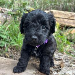 Purple Blackberry - Black and white male Schnoodle puppy in Colorado Springs, Colorado from Spice Mountain Puppies