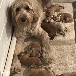 Miss White - Apricot female Goldendoodle puppy in Monticello, Indiana from Faithfully Yours Doodles