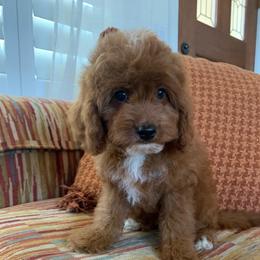 Finn - Red male Cavapoo puppy in Temecula, California from Designer Doodles