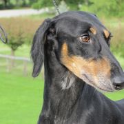 Lurchers and Salukis from Ashir Kennels