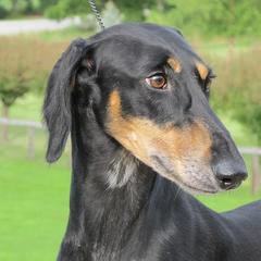 Lurchers and Salukis from Ashir Kennels