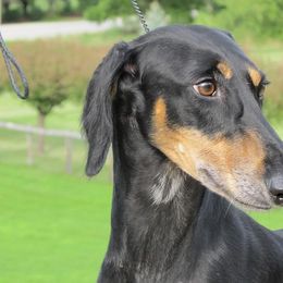 Lurchers and Salukis from Ashir Kennels