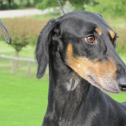 Lurchers and Salukis from Ashir Kennels