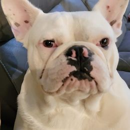 French Bulldogs and Neapolitan Mastiffs from Unique Uprisings