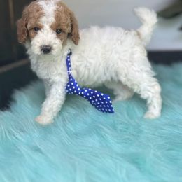 Teddy - Parti male Goldendoodle puppy in Graham, North Carolina from Geise Meadow Doodles