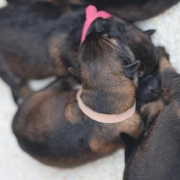 Light pink Collar - Sable female German Shepherd puppy in Prospect, Connecticut from Di Massimo Canile