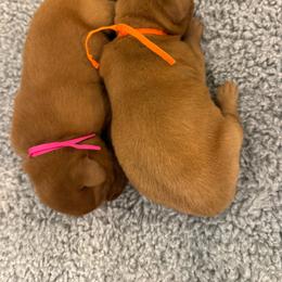 Labrador Retriever puppies from Lake Julia Labradors
