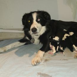 Elsa - Border Collie