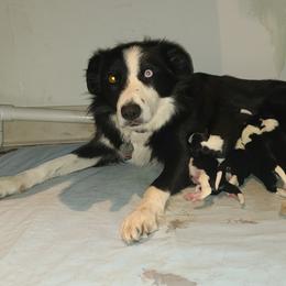 Elsa - Border Collie