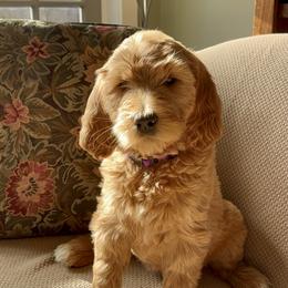 Goldendoodle Puppies from Old Line Doodles