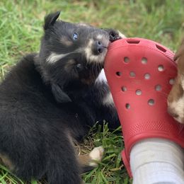 Australian Shepherd Puppies from Westrip Angus & Aussies