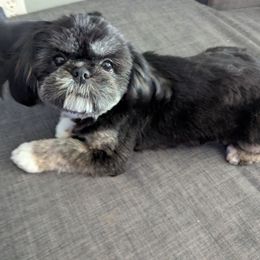 Ember - Shih Tzu