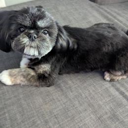 Ember - Shih Tzu