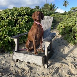 Vizsla All Grown Up from Alaea Farm & Kennel