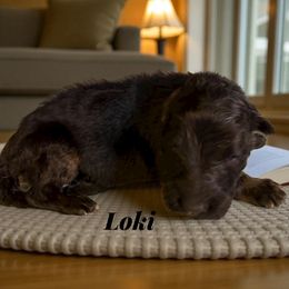 Loki - Black and red male German Shepherd puppy in Beaverdam, Virginia from B&R Kennel