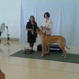 Great Dane All Grown Up from Weco Danes