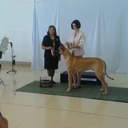 Great Dane All Grown Up from Weco Danes