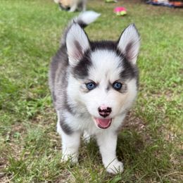 Daisy - Black and white female Pomsky puppy in Scandinavia, Wisconsin from Bonnie’s Little Fluffys
